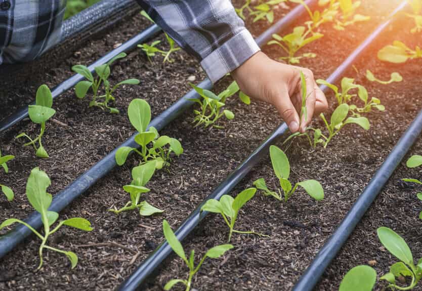 person touching plant with irrigation lines
